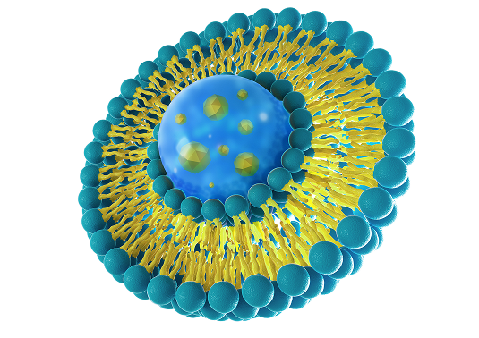Liposome structure