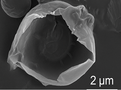 PLGA SEM image