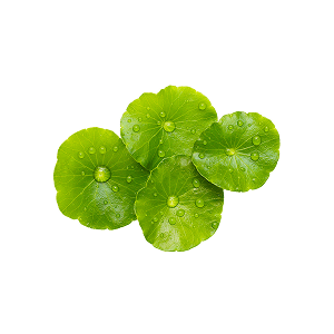 Centella asiatica extract (TECA)